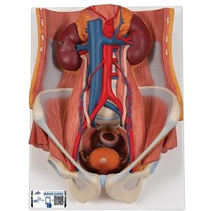 3B Scientific Lidská anatomie – močový aparát, dvoupohlaví, 6dílná + bezplatná aplikace pro anatomii – 3B Smart Anatomy 3B Scientific Lidská anatomie – močový aparát, dvoupohlaví, 6dílná + bezplatná aplikace pro anatomii – 3B Smart Anatomy