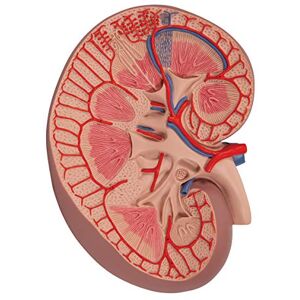 3B Scientific lidská anatomie základní verze ledvinový střih, 3násobná velikost + bezplatný anatomický software 3B Smart Anatomy 3B Scientific lidská anatomie základní verze ledvinový střih, 3násobná velikost + bezplatný anatomický software 3B Smart Anatomy