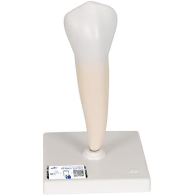 3B Scientific Menschliche Anatomie Unterer einwurzeliger Prämolar + kostenlose Anatomie App 3B Smart Anatomy 3B Scientific Menschliche Anatomie Unterer einwurzeliger Prämolar + kostenlose Anatomie App 3B Smart Anatomy
