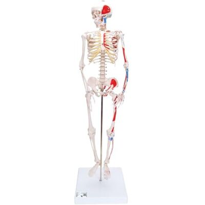 3B Scientific Mini kostra "Shorty" – 85 cm polokostra v životní velikosti s pomalováním svalů a 3dílnou lebkou na podstavci + 3B Smart Anatomy App 3B Scientific Mini kostra "Shorty" – 85 cm polokostra v životní velikosti s pomalováním svalů a 3dílnou lebkou na podstavci + 3B Smart Anatomy App