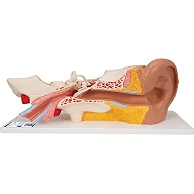 3B Scientific Model uší – 3násobná velikost, 4dílný anatomický model s vyjímatelnými strukturami + aplikace Smart Anatomy 3B Scientific Model uší – 3násobná velikost, 4dílný anatomický model s vyjímatelnými strukturami + aplikace Smart Anatomy