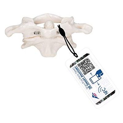 3B Scientific Lidská anatomie – atlas a axis, smontované, bez podstavce + bezplatná aplikace – 3B Smart Anatomy, A71 3B Scientific Lidská anatomie – atlas a axis, smontované, bez podstavce + bezplatná aplikace – 3B Smart Anatomy, A71