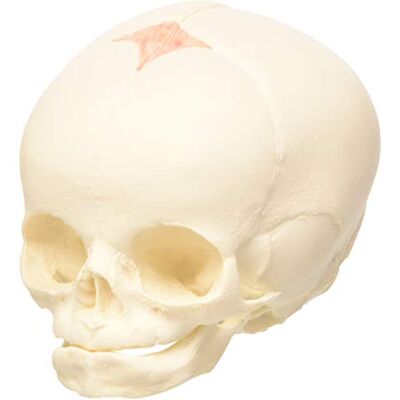 3B Scientific Model lebky plodu A25, přírodní odlitek, 30. týden těhotenství, s anatomickým softwarem zdarma (3B Smart Anatomy) 3B Scientific Model lebky plodu A25, přírodní odlitek, 30. týden těhotenství, s anatomickým softwarem zdarma (3B Smart Anatomy)