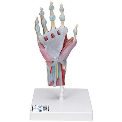 3B Scientific M33/1 model s vazy a svaly + bezplatný anatomický software (příp. ne v německém jazyce) – 3B Smart Anatomy 3B Scientific M33/1 model s vazy a svaly + bezplatný anatomický software (příp. ne v německém jazyce) – 3B Smart Anatomy