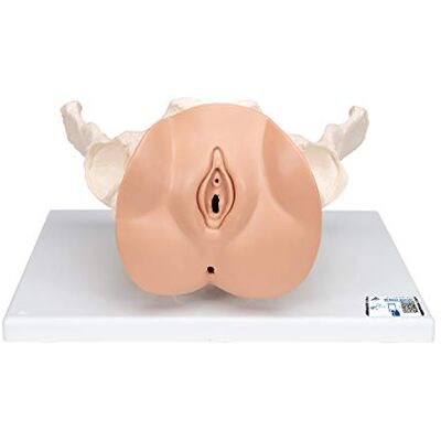 3B Scientific Kostra pánve 3B Smart Anatomy L31 s genitálními orgány, 3dílná + bezplatný anatomický software (příp. ne v německém jazyce) 3B Scientific Kostra pánve 3B Smart Anatomy L31 s genitálními orgány, 3dílná + bezplatný anatomický software (příp. ne v německém jazyce)