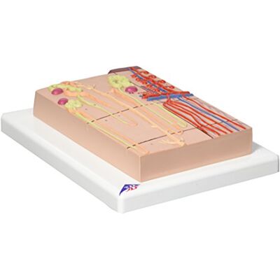 3B Scientific lidská anatomie – nefron s nádobami na krve, 120 x velikost + bezplatný anatomický software – 3B Smart Anatomy 3B Scientific lidská anatomie – nefron s nádobami na krve, 120 x velikost + bezplatný anatomický software – 3B Smart Anatomy