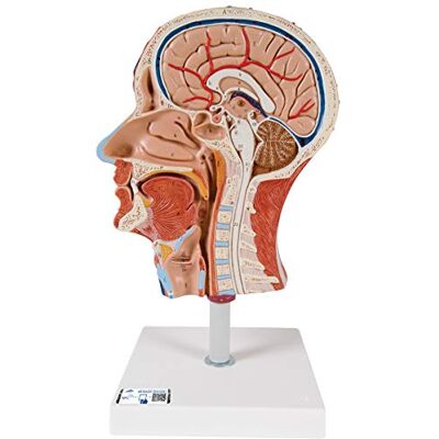 3B Scientific Menschliche Anatomie Halber Kopf mit Muskulatur + kostenlose Anatomie App 3B Smart Anatomy 3B Scientific Menschliche Anatomie Halber Kopf mit Muskulatur + kostenlose Anatomie App 3B Smart Anatomy