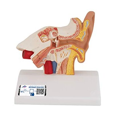 3B Scientific Model uší 3B Smart Anatomy E12, velikost stolu, 1,5násobné zvětšení, vč. anatomického softwaru 3B Scientific Model uší 3B Smart Anatomy E12, velikost stolu, 1,5násobné zvětšení, vč. anatomického softwaru