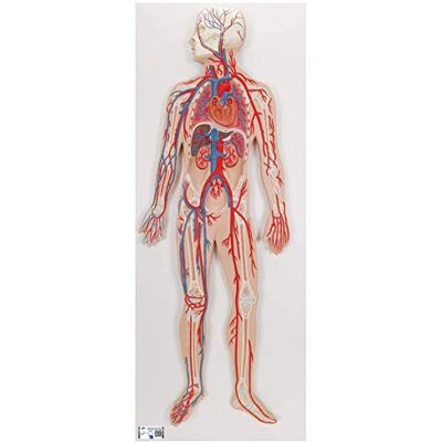 3B Scientific Lidská anatomie – krevní oběh + bezplatná aplikace pro anatomii – 3B Smart Anatomy, G30 3B Scientific Lidská anatomie – krevní oběh + bezplatná aplikace pro anatomii – 3B Smart Anatomy, G30