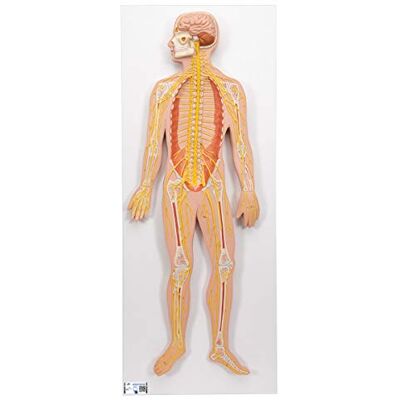 3B Scientific lidská anatomie – nervový systém, 1/2 přírodní velikost + bezplatný anatomický software – 3B Smart Anatomy 3B Scientific lidská anatomie – nervový systém, 1/2 přírodní velikost + bezplatný anatomický software – 3B Smart Anatomy