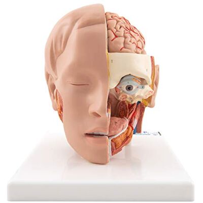 3B Scientific Lidská anatomie – model hlavy, 6dílný + bezplatná anatomie aplikace – 3B Smart Anatomy 3B Scientific Lidská anatomie – model hlavy, 6dílný + bezplatná anatomie aplikace – 3B Smart Anatomy