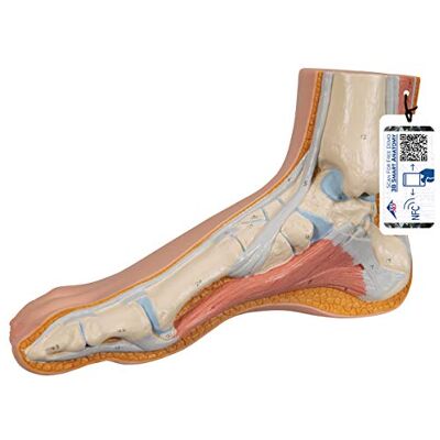 3B Scientific M30 model normální nohy a bezplatný anatomický software – 3B Smart Anatomy (příp. ne v německém jazyce) 3B Scientific M30 model normální nohy a bezplatný anatomický software – 3B Smart Anatomy (příp. ne v německém jazyce)