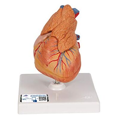 3B Scientific Klasický model srdce – 3dílné srdce v životní velikosti s zobrazením thymusu pro výuku anatomiky + 3B Smart Anatomy App 3B Scientific Klasický model srdce – 3dílné srdce v životní velikosti s zobrazením thymusu pro výuku anatomiky + 3B Smart Anatomy App