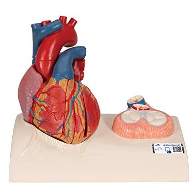 3B Scientific Model srdce – v životní velikosti 5dílné srdce se zobrazením systémů na podstavci + aplikace Smart Anatomy App 3B Scientific Model srdce – v životní velikosti 5dílné srdce se zobrazením systémů na podstavci + aplikace Smart Anatomy App