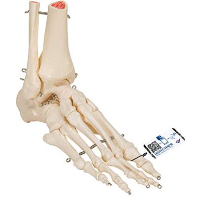 3B Scientific Model skeletu A31 na kotníku a kotníku + bezplatný anatomický software – 3B Smart Anatomy (příp. ne v německém jazyce) 3B Scientific Model skeletu A31 na kotníku a kotníku + bezplatný anatomický software – 3B Smart Anatomy (příp. ne v německém jazyce)