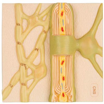 3B Scientific Menschliche Anatomie Markscheiden des zentralen Nervensystems 3B Scientific Menschliche Anatomie Markscheiden des zentralen Nervensystems