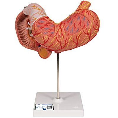 3B Scientific ® Magenmodell – 3-teiliges Humananatomie-Modell mit inneren Strukturen, Langlebiges PVC + Smart Anatomy App (5 Jahre Garantie) 3B Scientific ® Magenmodell – 3-teiliges Humananatomie-Modell mit inneren Strukturen, Langlebiges PVC + Smart Anatomy App (5 Jahre Garantie)