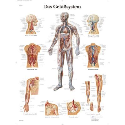 3B Scientific Laminovaný panel lidského cévního systému – anatomický eposter chráněný proti UV záření a prachu pro studium, výuku a kliniky 3B Scientific Laminovaný panel lidského cévního systému – anatomický eposter chráněný proti UV záření a prachu pro studium, výuku a kliniky