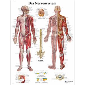 3B Scientific Učební tabule laminované – Nervový systém 3B Scientific Učební tabule laminované – Nervový systém