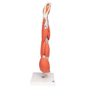 3B Scientific Model pažího svalu – 6dílný model lidského paže s vyjímatelnými svaly + aplikace Smart Anatomy (český jazyk nelze zaručit) 3B Scientific Model pažího svalu – 6dílný model lidského paže s vyjímatelnými svaly + aplikace Smart Anatomy (český jazyk nelze zaručit)