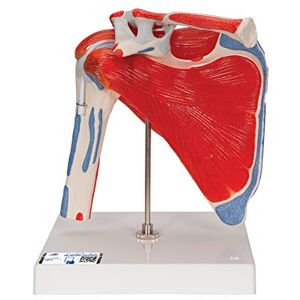 3B Scientific Ramenní kloub A880 s manžetou rotátoru, 5dílný + anatomický software zdarma – 3B Smart Anatomy 3B Scientific Ramenní kloub A880 s manžetou rotátoru, 5dílný + anatomický software zdarma – 3B Smart Anatomy