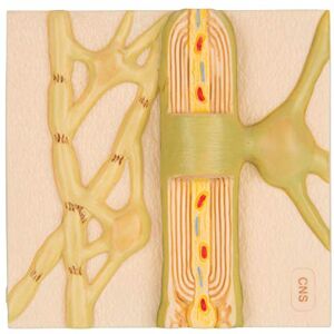 3B Scientific Menschliche Anatomie Markscheiden des zentralen Nervensystems 3B Scientific Menschliche Anatomie Markscheiden des zentralen Nervensystems