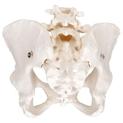 3B Scientific 3B Smart Anatomy A61 kostra pánve pro dámy, vč. anatomického softwaru 3B Scientific 3B Smart Anatomy A61 kostra pánve pro dámy, vč. anatomického softwaru