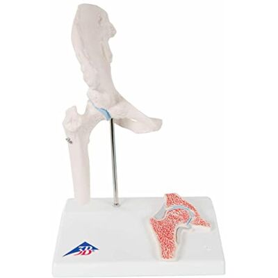 3B Scientific A84/1 Mini kyčelní kloub s průřezem, vč. anatomického softwaru "3B Smart Anatomy" zdarma 3B Scientific A84/1 Mini kyčelní kloub s průřezem, vč. anatomického softwaru "3B Smart Anatomy" zdarma