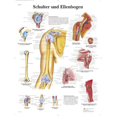 3B Scientific – Laminierte Schulter & Ellbogen Tafel – Anatomie & Pathologie – UV- & Staubgeschütztes Poster für Studium, Lehre & Kliniken 3B Scientific – Laminierte Schulter & Ellbogen Tafel – Anatomie & Pathologie – UV- & Staubgeschütztes Poster für Studium, Lehre & Kliniken