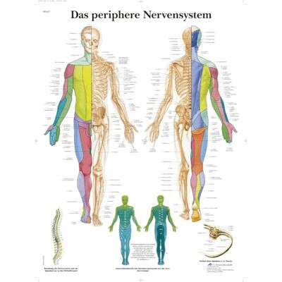 3B Scientific Anatomická tabule periferního nervového systému, anatomický eposter z papíru, detailní nástěnná tabule nervového systému pro studenty medicíny, péče, neurologii a lékařské vzdělávání 3B Scientific Anatomická tabule periferního nervového systému, anatomický eposter z papíru, detailní nástěnná tabule nervového systému pro studenty medicíny, péče, neurologii a lékařské vzdělávání