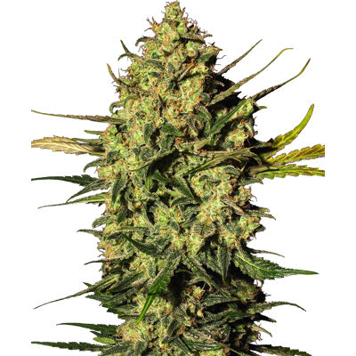 Sensi Seeds Cannabis Seeds Master Kush Automatic Feminized By White Label, 3-10 Ks 3 Ks Sensi Seeds Cannabis Seeds Master Kush Automatic Feminized By White Label, 3-10 Ks 3 Ks