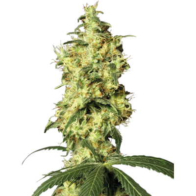 Sensi Seeds Cannabis Seeds White Widow Automatic Feminized By White Label, 3-10 Ks 10 Ks Sensi Seeds Cannabis Seeds White Widow Automatic Feminized By White Label, 3-10 Ks 10 Ks