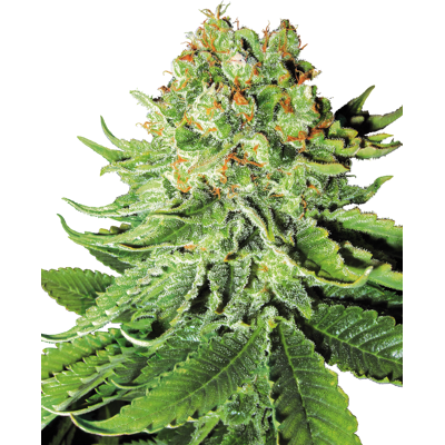 Sensi Seeds Cannabis Seeds Northern Lights Automatic Feminized By White Label, 3-10 Ks 5 Ks Sensi Seeds Cannabis Seeds Northern Lights Automatic Feminized By White Label, 3-10 Ks 5 Ks