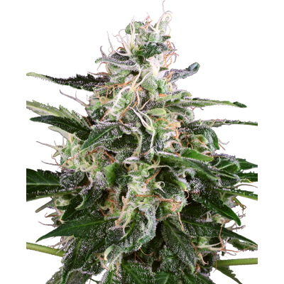 Sensi Seeds Cannabis Seeds White Skunk Automatic Feminized By White Label, 3-10 Ks 10 Ks Sensi Seeds Cannabis Seeds White Skunk Automatic Feminized By White Label, 3-10 Ks 10 Ks