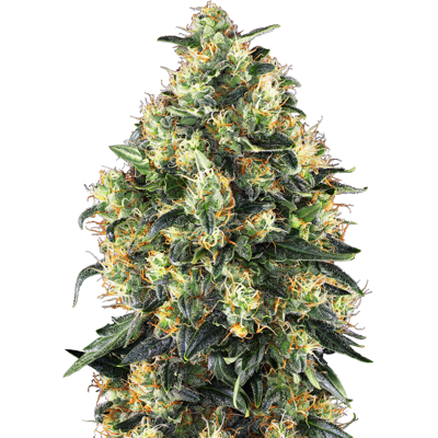 Sensi Seeds Cannabis Seeds Super Skunk Automatic® Feminized, 3-10 Ks 5 Ks Sensi Seeds Cannabis Seeds Super Skunk Automatic® Feminized, 3-10 Ks 5 Ks