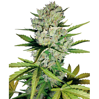 Sensi Seeds Cannabis Seeds Super Skunk Automatic Feminized By White Label, 3-10 Ks 10 Ks Sensi Seeds Cannabis Seeds Super Skunk Automatic Feminized By White Label, 3-10 Ks 10 Ks