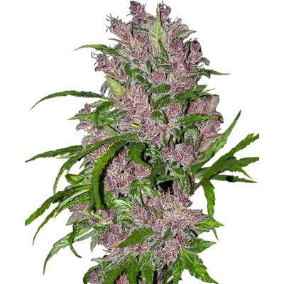 Sensi Seeds Cannabis Seeds Purple Bud Automatic Feminized By White Label, 3-10 Ks 10 Ks Sensi Seeds Cannabis Seeds Purple Bud Automatic Feminized By White Label, 3-10 Ks 10 Ks