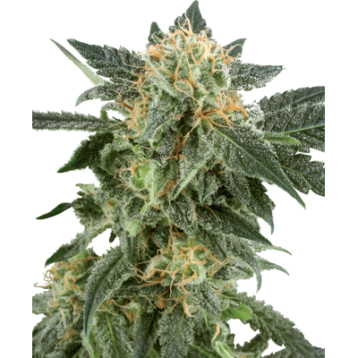 Sensi Seeds Cannabis Seeds Snow Ryder Automatic Feminized By White Label, 3-10 Ks 10 Ks Sensi Seeds Cannabis Seeds Snow Ryder Automatic Feminized By White Label, 3-10 Ks 10 Ks