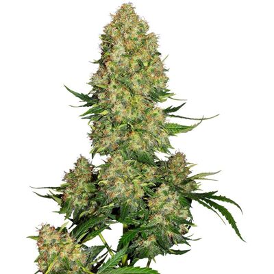 Sensi Seeds Cannabis Seeds Skunk #1 Automatic® Feminized, 3-10 Ks 10 Ks Sensi Seeds Cannabis Seeds Skunk #1 Automatic® Feminized, 3-10 Ks 10 Ks