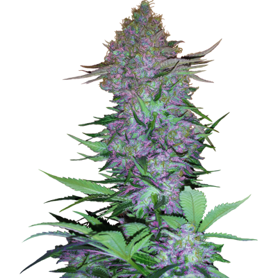Sensi Seeds Cannabis Seeds Purple Skunk Automatic Feminized, 3-10 Ks 5 Ks Sensi Seeds Cannabis Seeds Purple Skunk Automatic Feminized, 3-10 Ks 5 Ks
