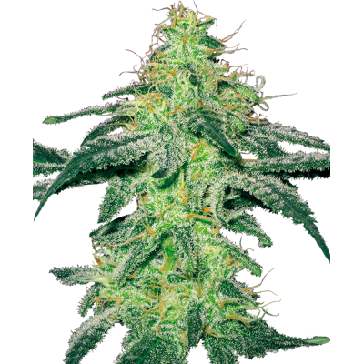 Sensi Seeds Cannabis Seeds White Skunk Feminized By White Label, 3-10 Ks 3 Ks Sensi Seeds Cannabis Seeds White Skunk Feminized By White Label, 3-10 Ks 3 Ks