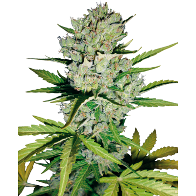 Sensi Seeds Cannabis Seeds Skunk #1 Automatic Feminized By White Label, 3-10 Ks 5 Ks Sensi Seeds Cannabis Seeds Skunk #1 Automatic Feminized By White Label, 3-10 Ks 5 Ks