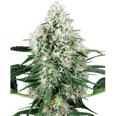 Sensi Seeds Cannabis Seeds Pure Power Plant Automatic Feminized By White Label, 3-10 Ks 5 Ks Sensi Seeds Cannabis Seeds Pure Power Plant Automatic Feminized By White Label, 3-10 Ks 5 Ks