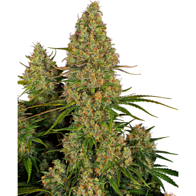 Sensi Seeds Cannabis Seeds Sticky Orange Xxl Automatic Feminized, 3-10 Ks 10 Ks Sensi Seeds Cannabis Seeds Sticky Orange Xxl Automatic Feminized, 3-10 Ks 10 Ks