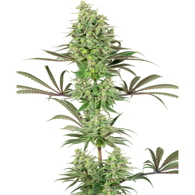 Sensi Seeds Cannabis Seeds Double Banana Kush Feminized By White Label, 3-10 Ks 5 Ks Sensi Seeds Cannabis Seeds Double Banana Kush Feminized By White Label, 3-10 Ks 5 Ks