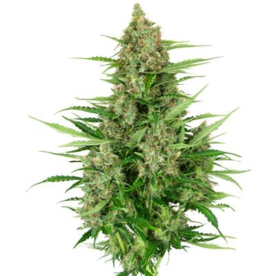 Sensi Seeds Cannabis Seeds Double Kush Cake Cake Automatic Feminized, 3-10 Ks 5 Ks Sensi Seeds Cannabis Seeds Double Kush Cake Cake Automatic Feminized, 3-10 Ks 5 Ks