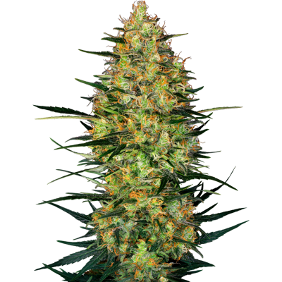 Sensi Seeds Cannabis Seeds Caramellow Kush Automatic Feminized, 3-10 Ks 10 Ks Sensi Seeds Cannabis Seeds Caramellow Kush Automatic Feminized, 3-10 Ks 10 Ks