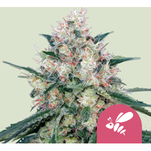 Royal Queen Seeds Cannabis Seeds Honey Cream - Fast Feminized 1 Ks Royal Queen Seeds Cannabis Seeds Honey Cream - Fast Feminized 1 Ks