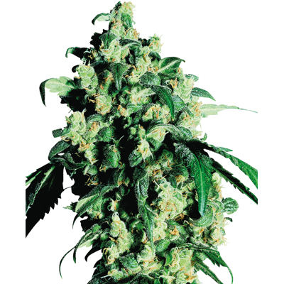 Sensi Seeds Cannabis Seeds Super Skunk® Feminized, 3-25 Ks 5 Ks Sensi Seeds Cannabis Seeds Super Skunk® Feminized, 3-25 Ks 5 Ks