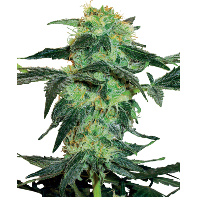Sensi Seeds Cannabis Seeds White Ice Feminized By White Label, 3-10 Ks 5 Ks Sensi Seeds Cannabis Seeds White Ice Feminized By White Label, 3-10 Ks 5 Ks